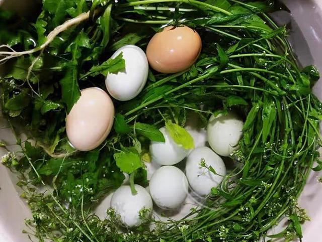 每年三月三，不管贫穷或富贵，记得用荠菜煮鸡蛋，寓意一年好身体
