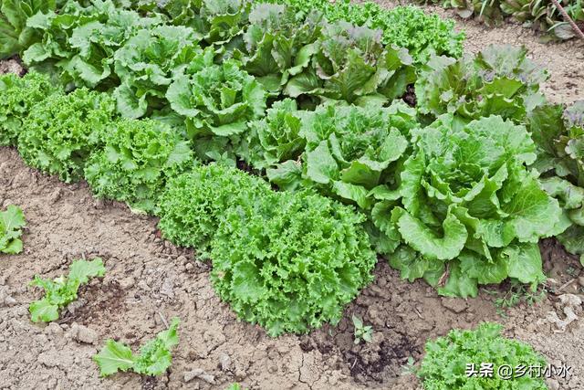 有机蔬菜的困惑：农民用粪水浇种的蔬菜不能吃？6句俗语饱含智慧