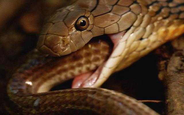 菜花蛇没毒，凭什么被称为“百蛇之王”？别的毒蛇反而害怕它？