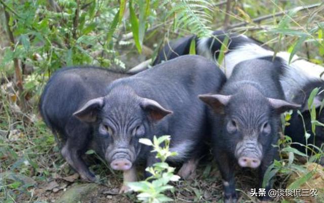 人称“蕨麻猪”，体重不足50公斤，分布在藏区，营养价值高