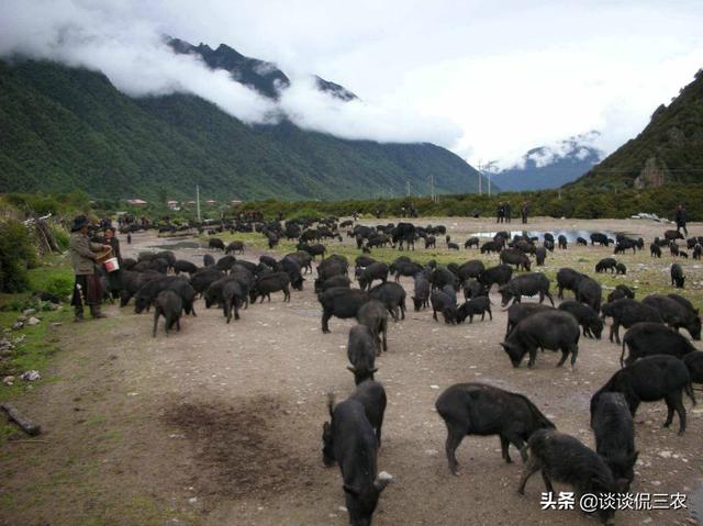 人称“蕨麻猪”，体重不足50公斤，分布在藏区，营养价值高