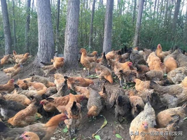 下雨鸡群容易拉白痢，用黄豆加一物这样喂鸡，一般两天可以治愈