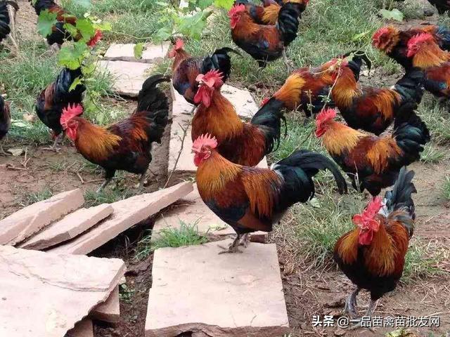 下雨鸡群容易拉白痢，用黄豆加一物这样喂鸡，一般两天可以治愈