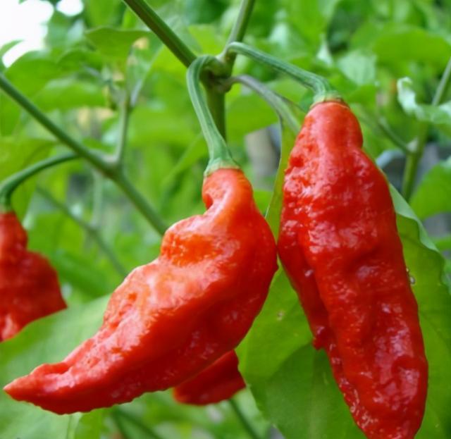 全球最辣的6种“神级”辣椒，魔鬼辣不算啥，图6闻一下能灼伤嗓子