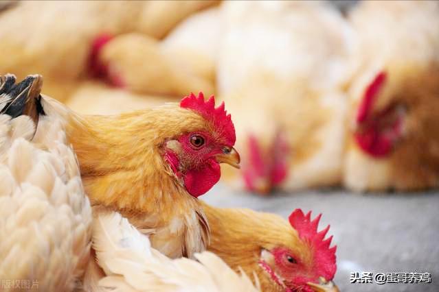 H5N8型禽流感传人！还能放心吃鸡吗？养鸡户又要遭殃了？